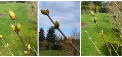 Fliederknospen im Garten