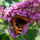 Fliedernekttar für den  Kleinen Fuchs