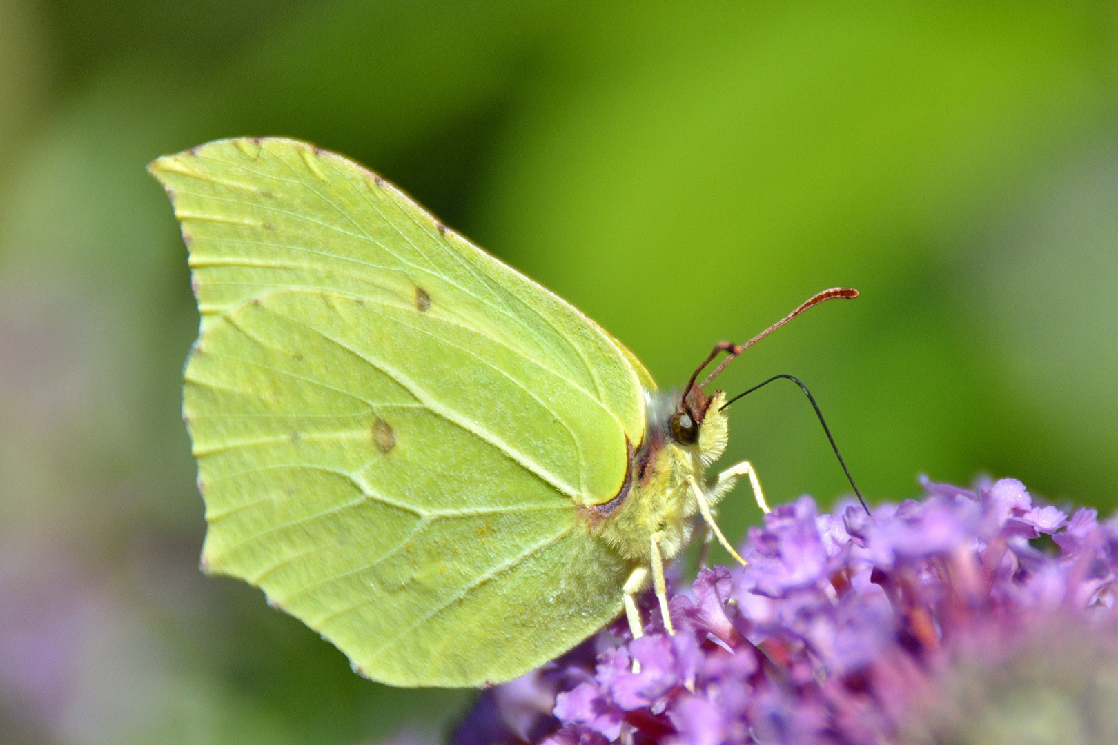 Fliedersaft