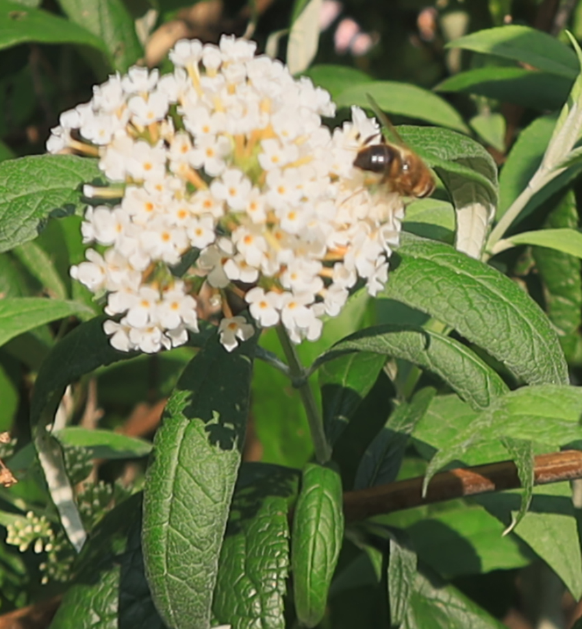 Fliederspeer (Buddleja davidii)