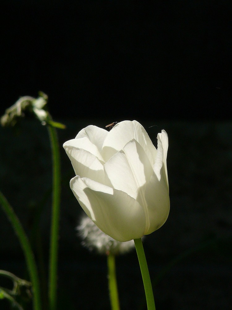 Fliedertulpe