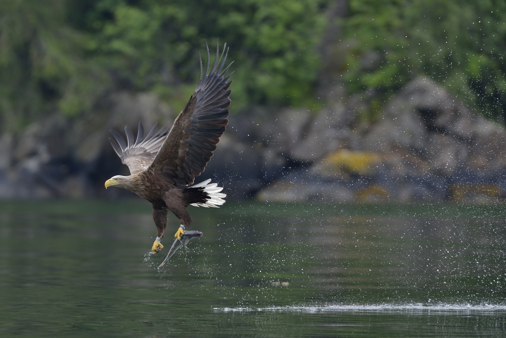 Flieg Adler, flieg......Seeadler mit einem Seelachs am Romsdalfjord, Juni 2013