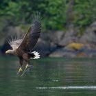 Flieg Adler, flieg......Seeadler mit einem Seelachs am Romsdalfjord, Juni 2013