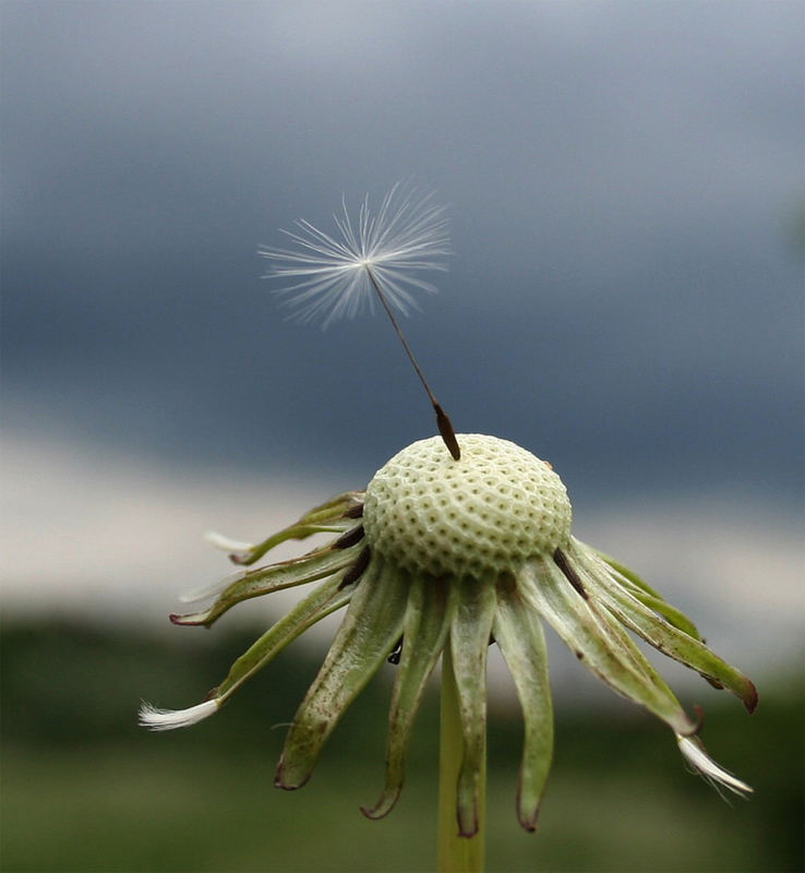 flieg aufi in den himmel