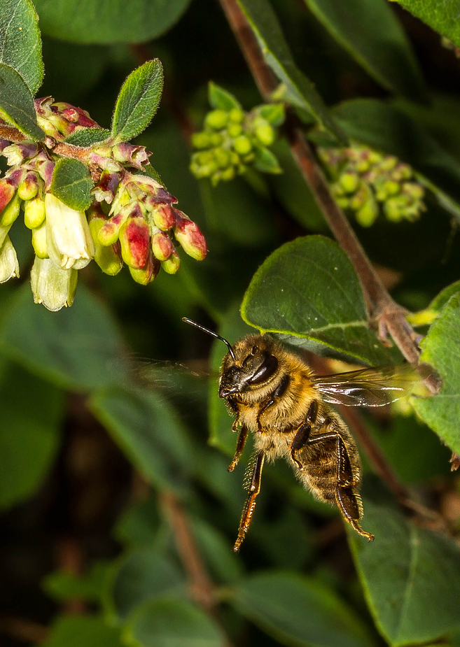 Flieg Bienchen