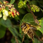 Flieg Bienchen