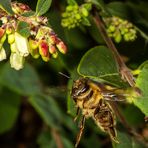 Flieg Bienchen