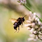 Flieg Bienchen flieg