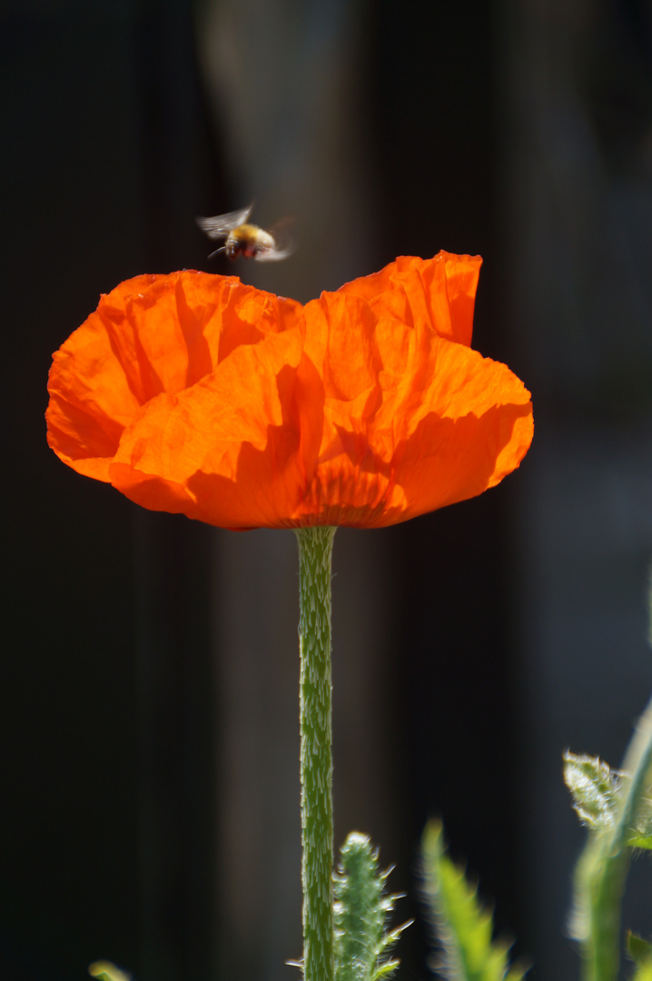 Flieg, Bienchen flieg