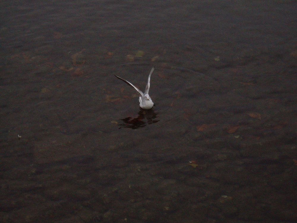 Flieg! (das ausbreiten der Flügel - die Freiheit finden)