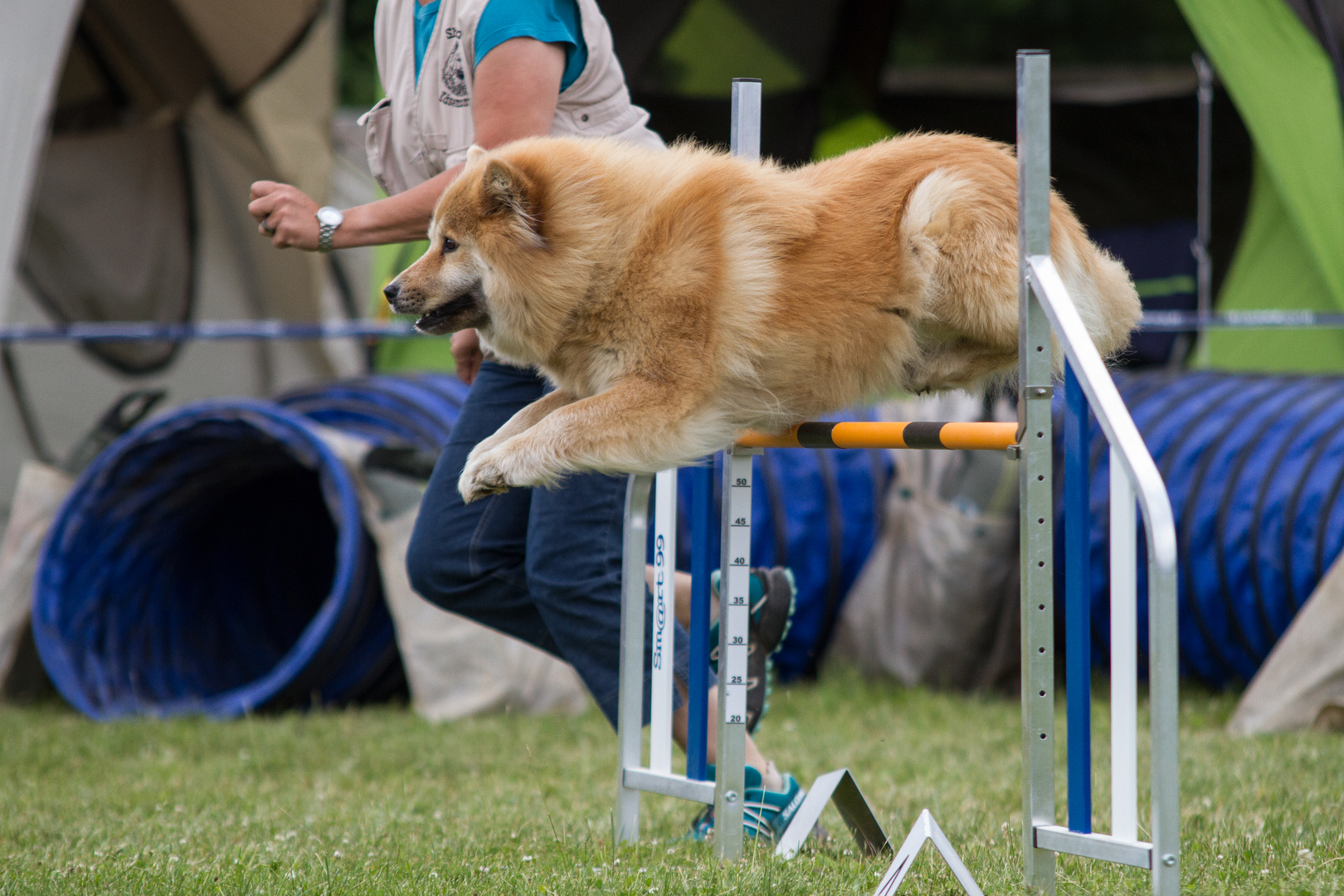 Flieg, Eurasier, flieg!