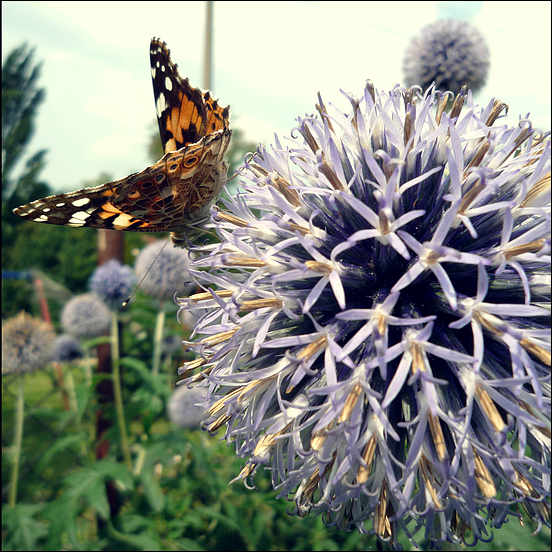 flieg, flieg, fahr aus der haut