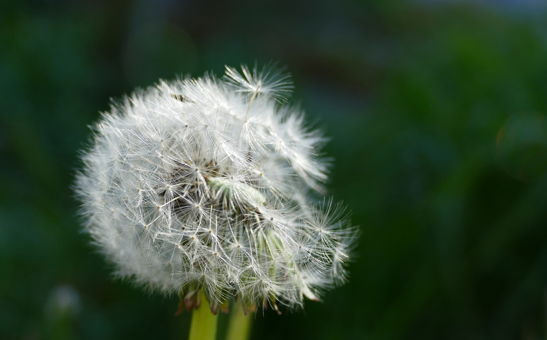 Flieg, flieg hoch bis in die Wolken.....