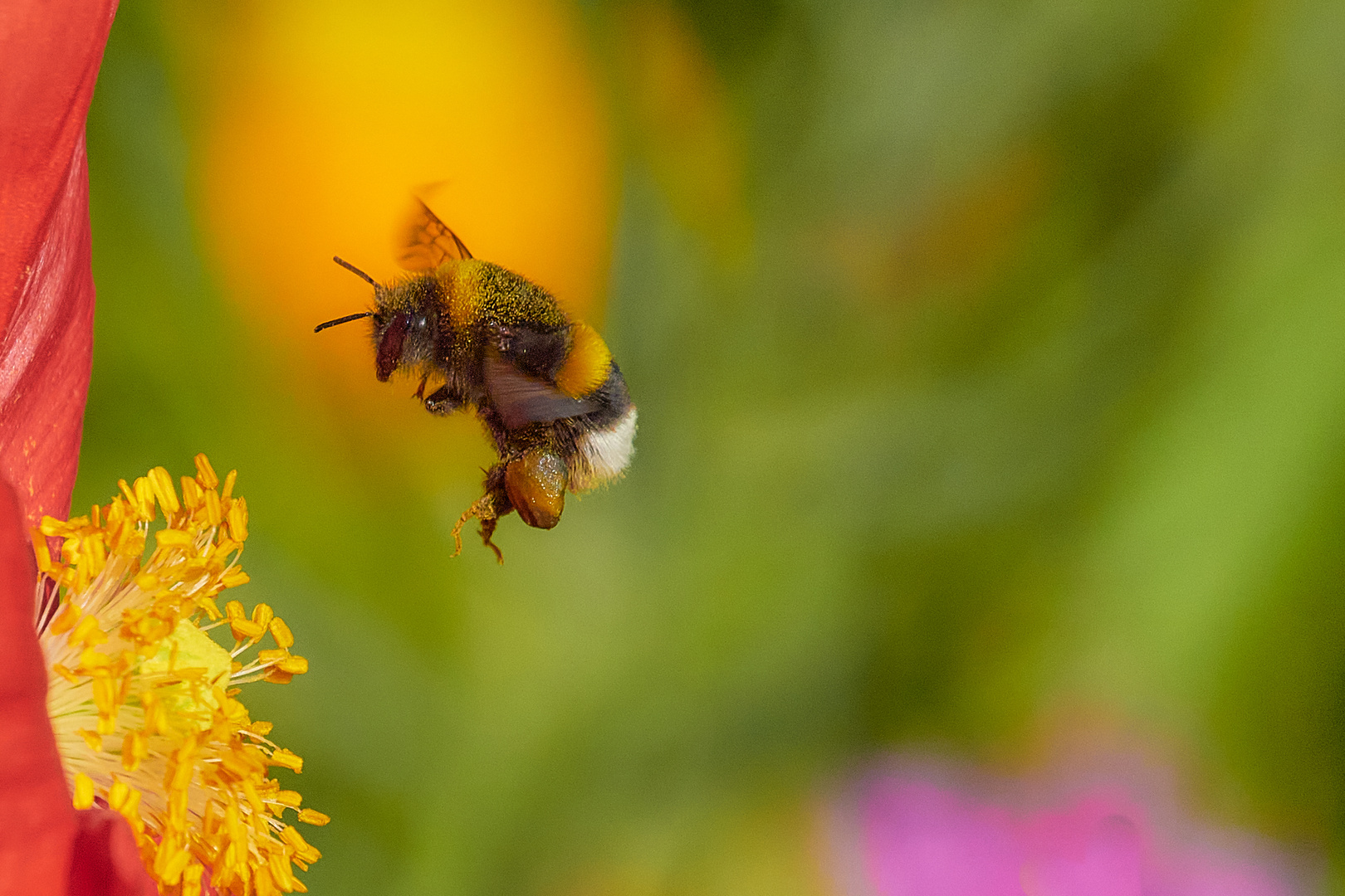 flieg flieg, kleine Hummel, Hummel....