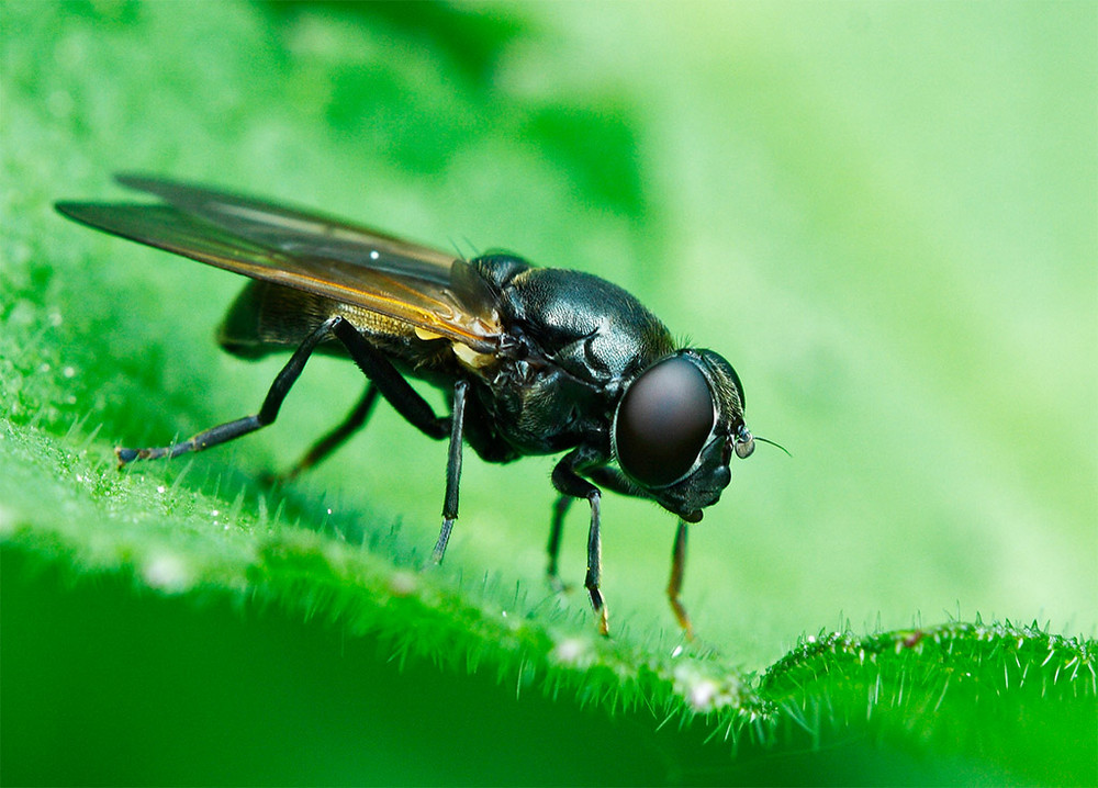 Flieg-Flug-Makro-Monster ;-)