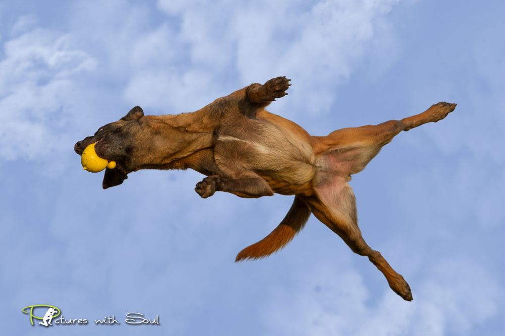 Flieg. Hündchen flieg