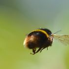 flieg Hummel flieg