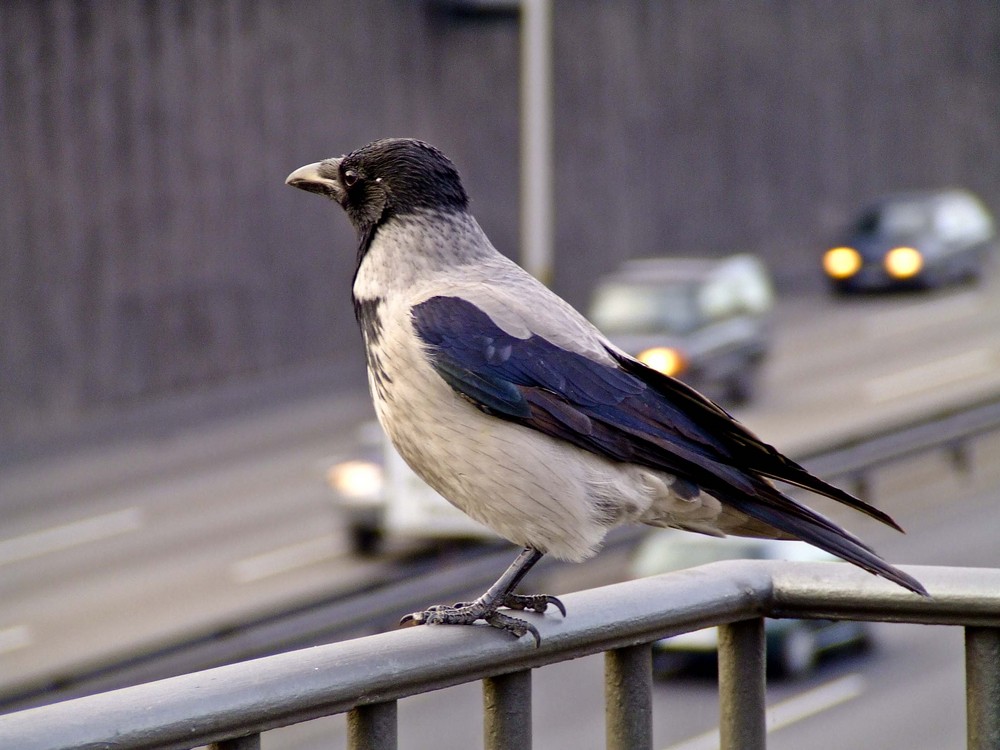 Flieg' ich oder fahr' ich per Anhalter...