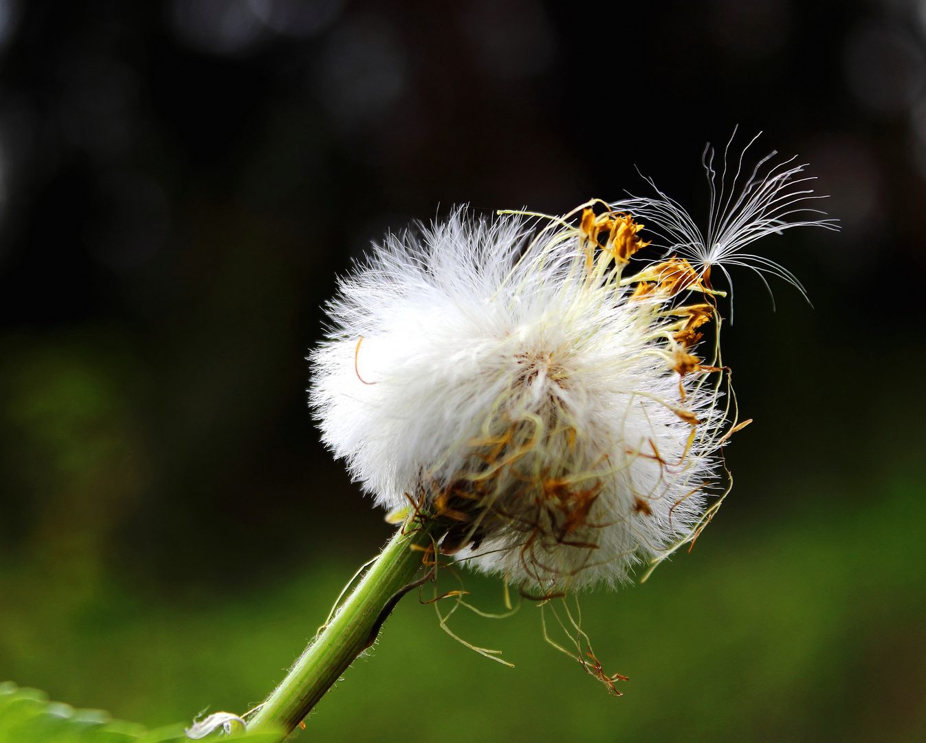 ..flieg in die Welt