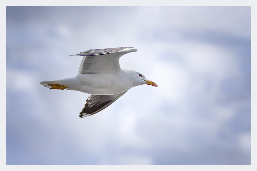 Flieg ins Licht, Möwe Jonathan....