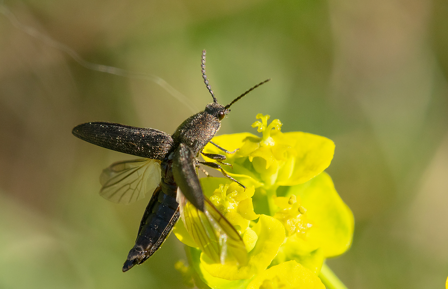 *** Flieg Käfer .....***