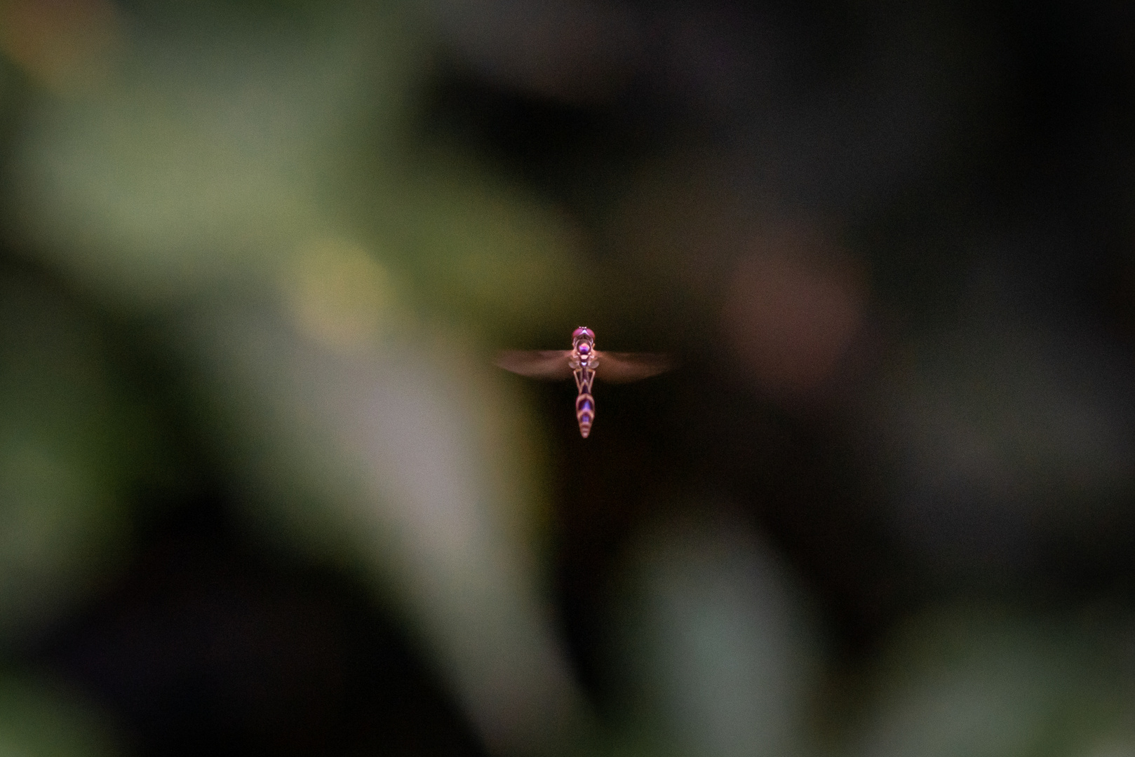 Flieg kleine Fliege