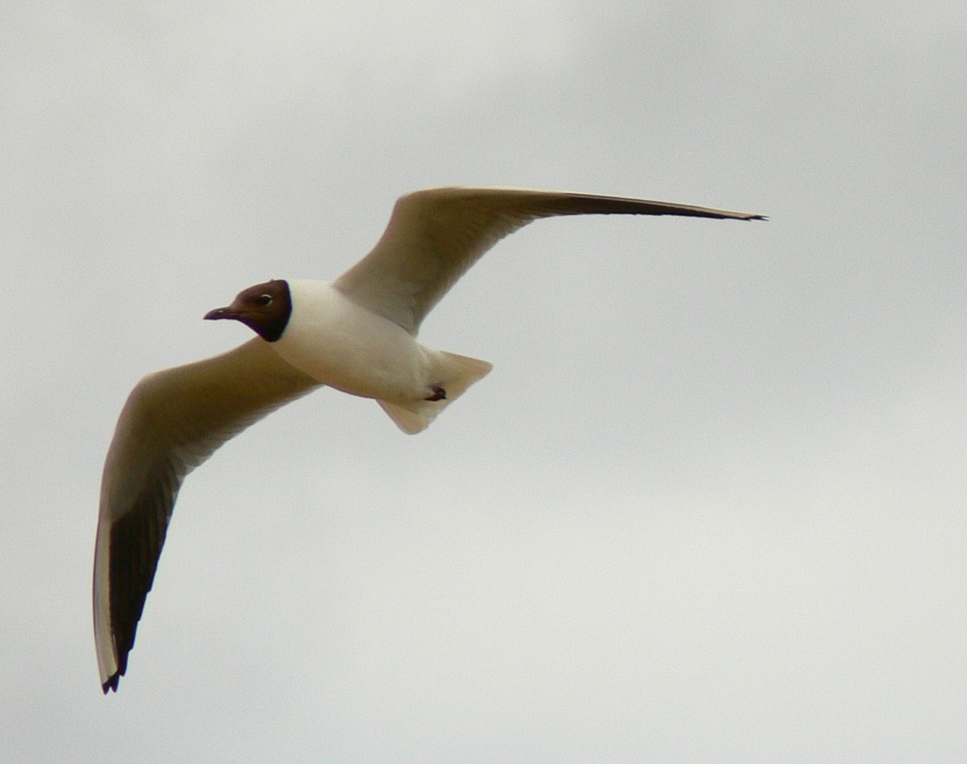 Flieg kleine Möwe