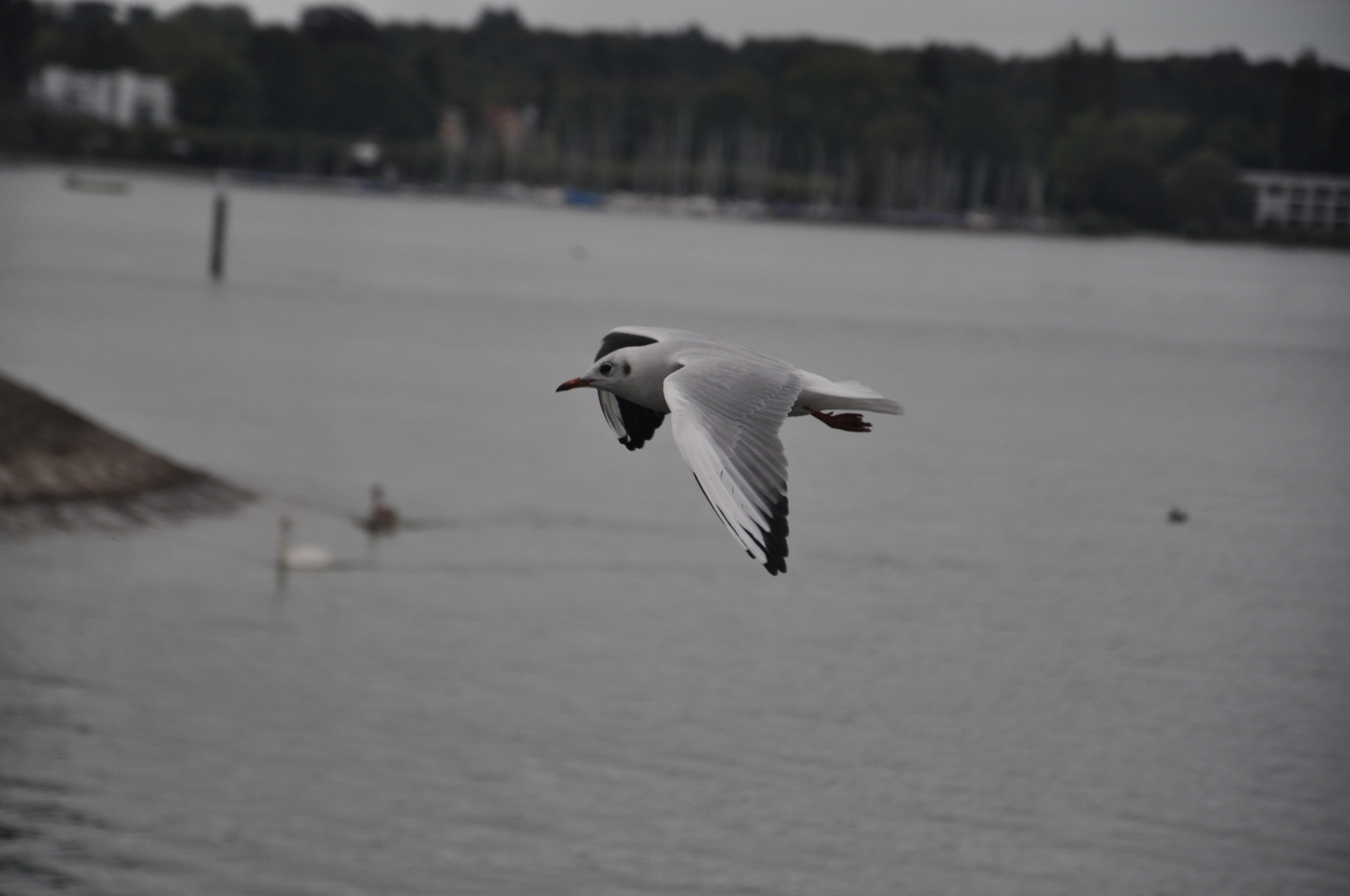 Flieg kleine Möwe