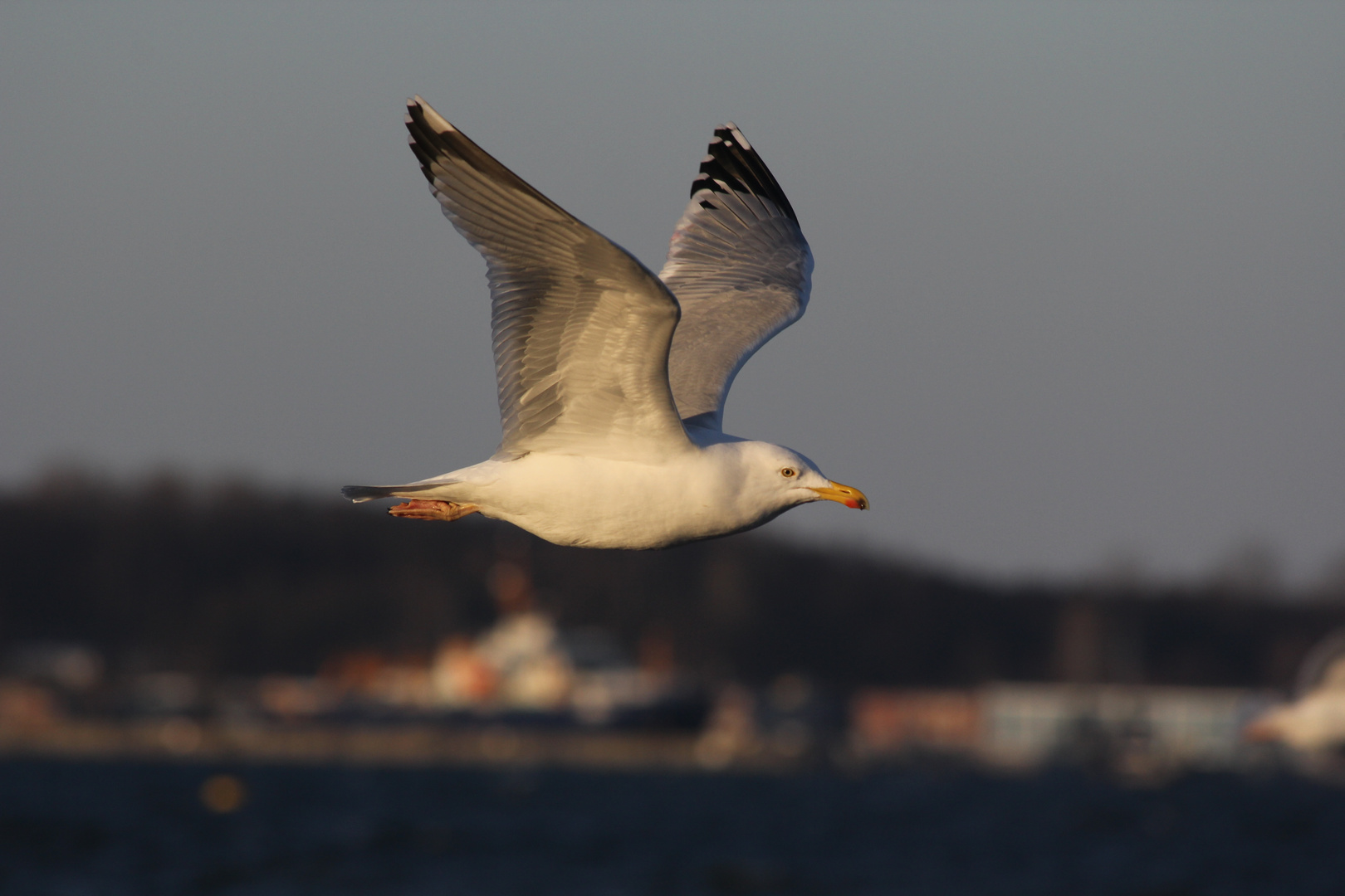 Flieg... kleine Möwe...Flieg!