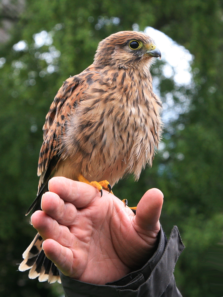 Flieg kleiner Falke flieg!