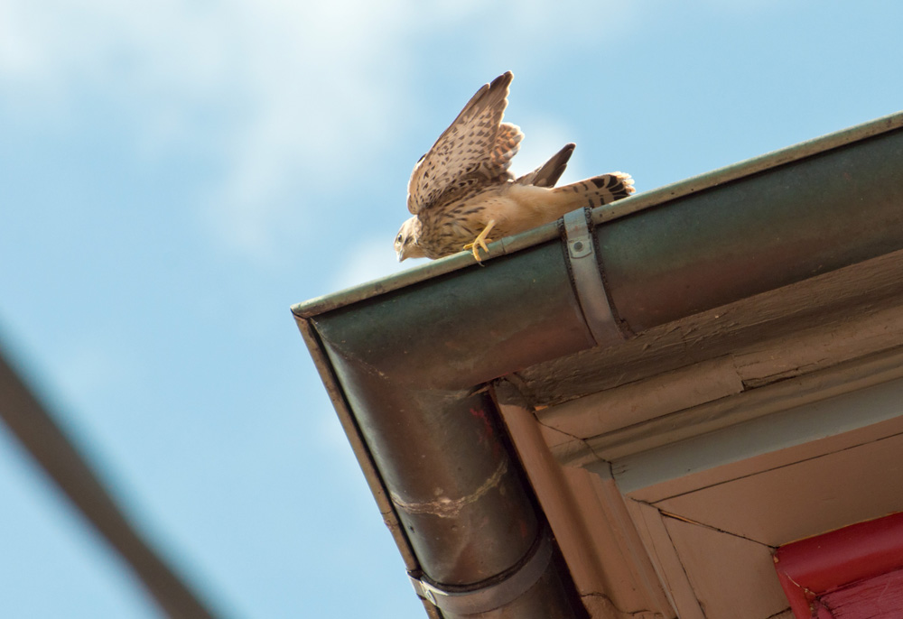 Flieg kleiner Falke flieg