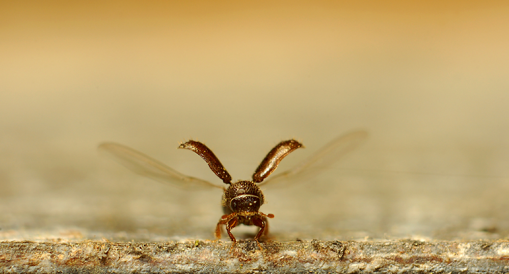 flieg, kleiner kupferstecher (2mm lang!)