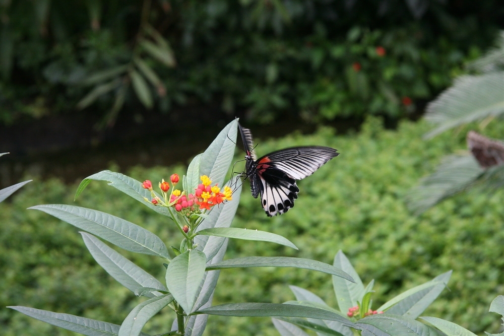 Flieg kleiner Schmetterling