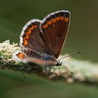 Flieg, kleiner Schmetterling!