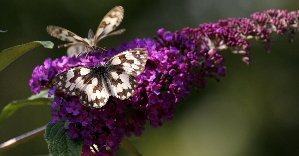 Flieg kleiner Schmetterling!