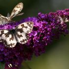 Flieg kleiner Schmetterling!