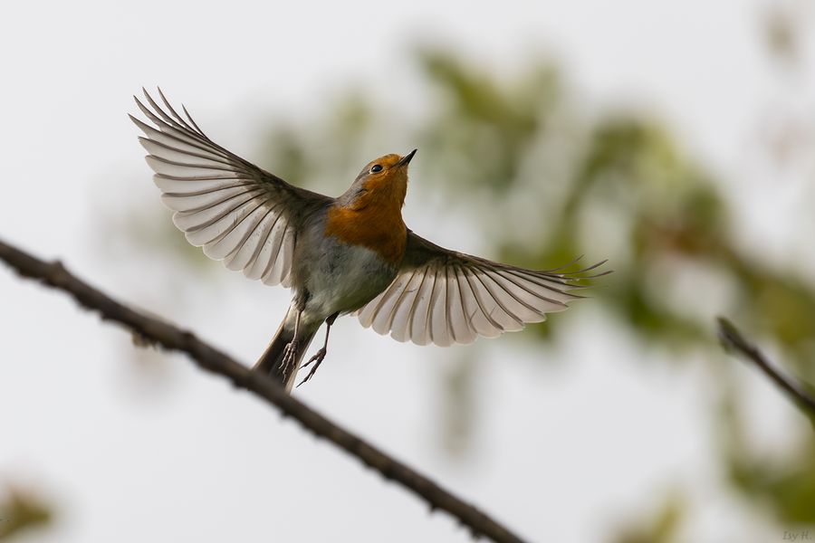 Flieg, kleiner Vogel 