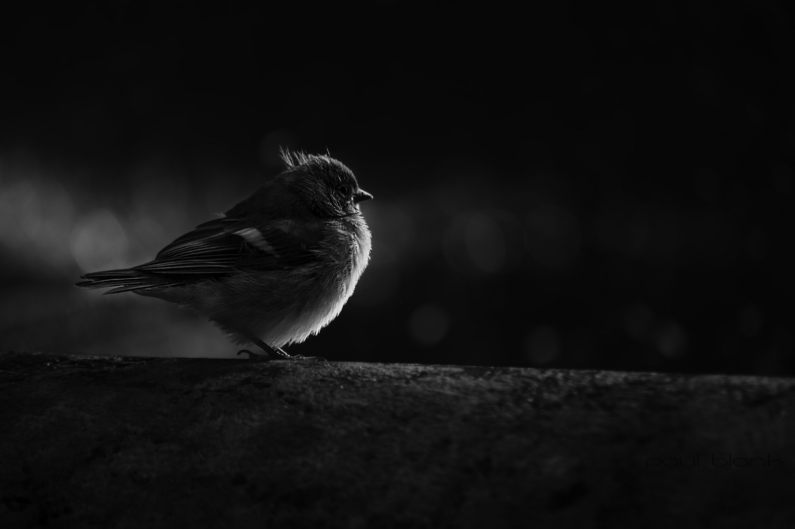 flieg kleiner Vogel