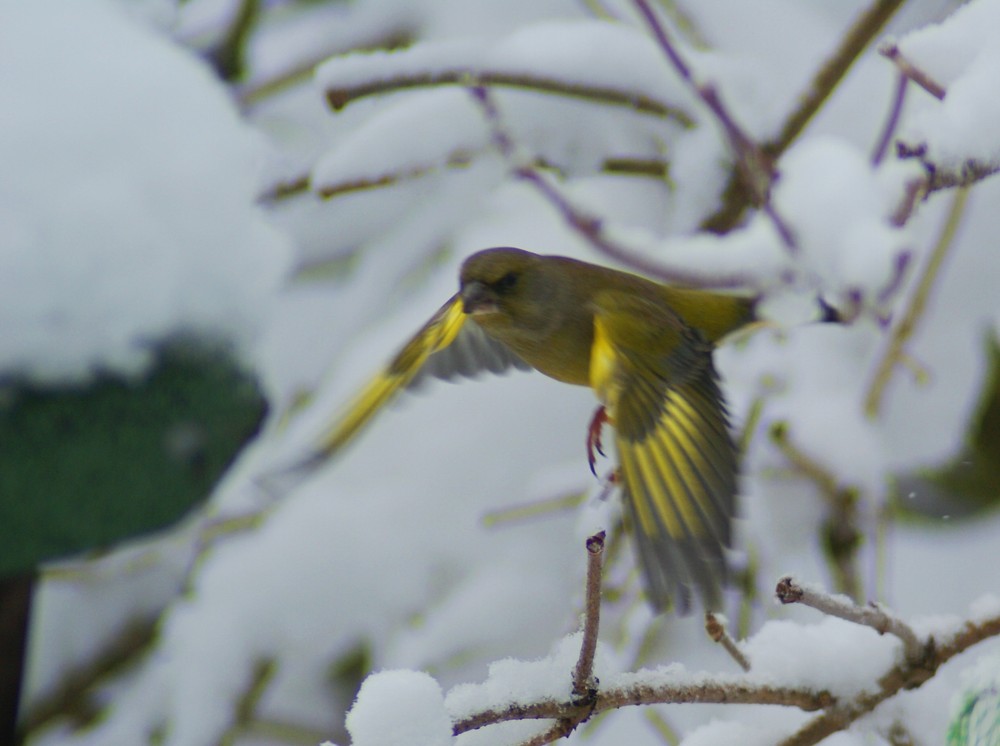 Flieg kleiner Vogel