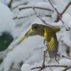 Flieg kleiner Vogel