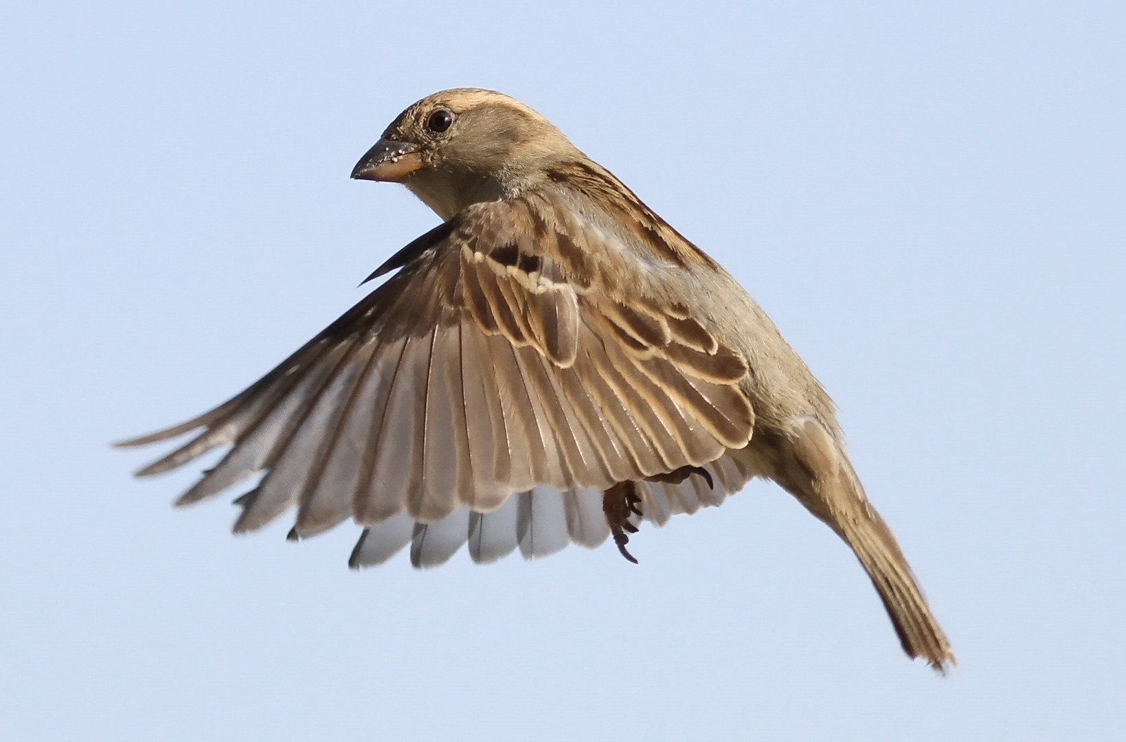 Flieg, kleiner Vogel flieg soweit Du kannst!