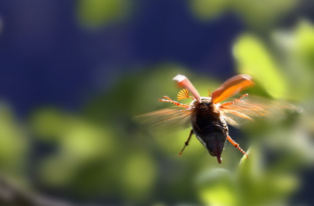 Flieg, Maikäfer , flieg!