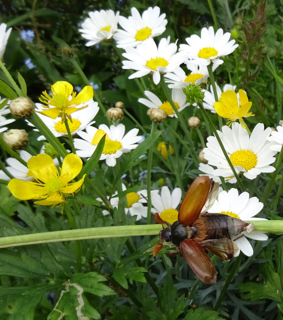 Flieg, Maikäfer, flieg