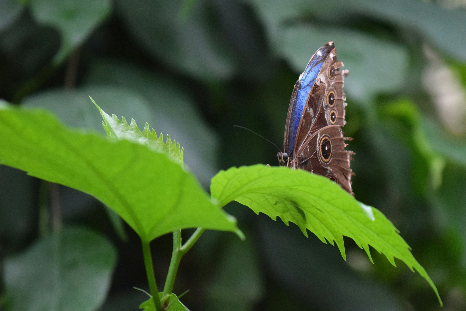 Flieg mein blauer Schmetterling flieg