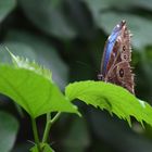 Flieg mein blauer Schmetterling flieg