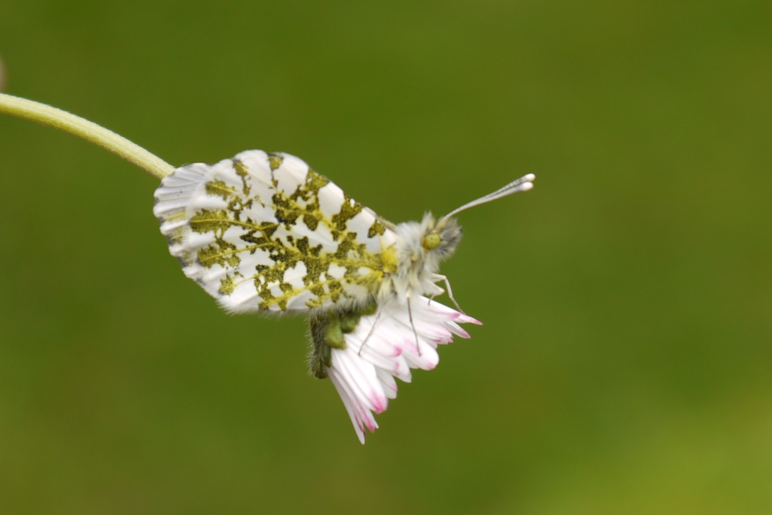 Flieg mein kleiner Schmetterling