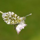 Flieg mein kleiner Schmetterling