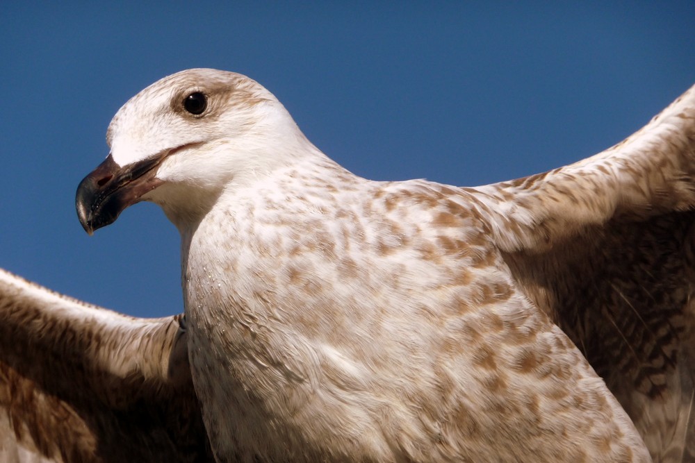 Flieg mit dem Wind