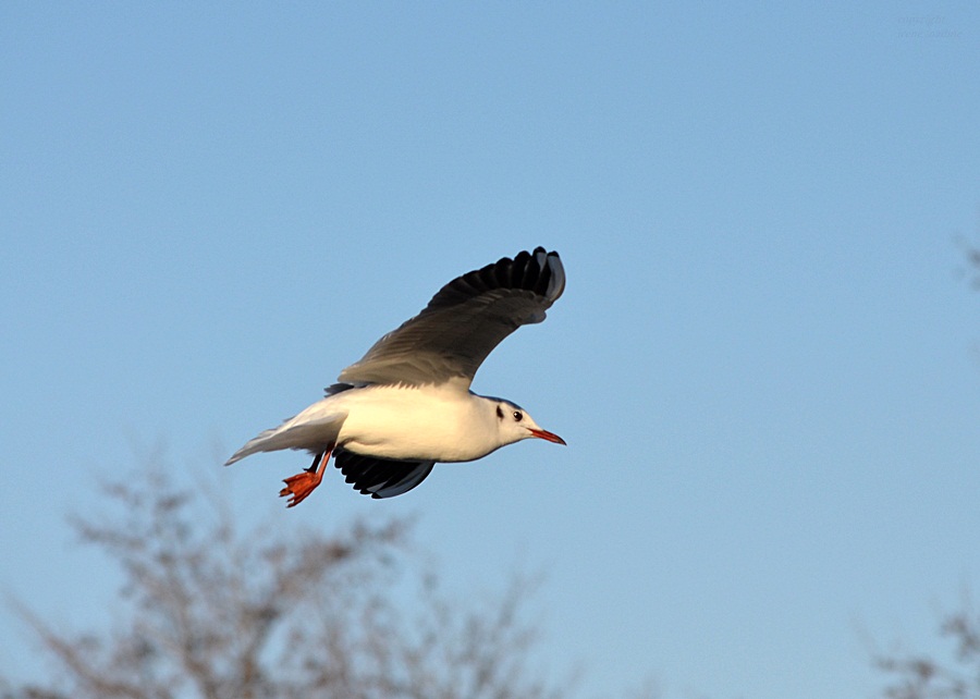 Flieg, MÖWE, flieg !