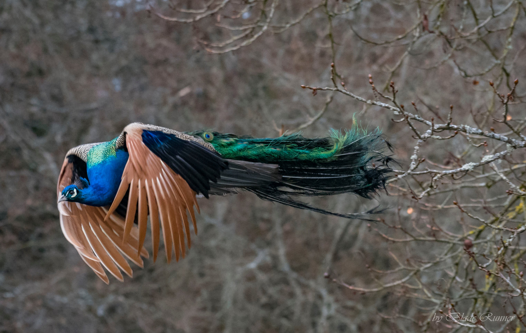 Flieg Pfau Flieg....